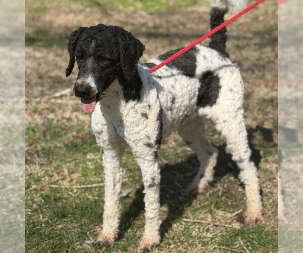 Medium Photo #2 Poodle (Standard) Puppy For Sale in Yardley, PA, USA