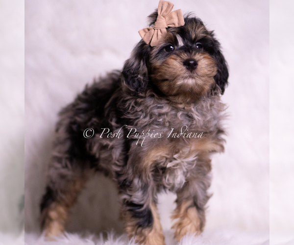 Medium Photo #84 Goldendoodle (Miniature) Puppy For Sale in WARSAW, IN, USA