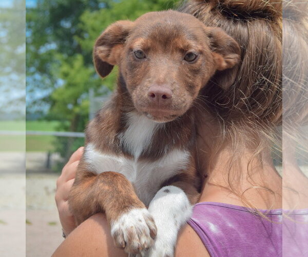 Medium Photo #6 Australian Shepherd-Unknown Mix Puppy For Sale in Huntley, IL, USA