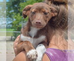 Small #5 Australian Shepherd Mix