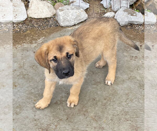 Medium Photo #3 Golden Pyrenees Puppy For Sale in Tracy City, TN, USA