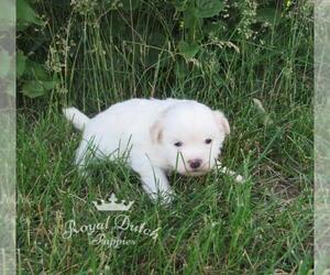 Shiranian Puppy for sale in LE MARS, IA, USA