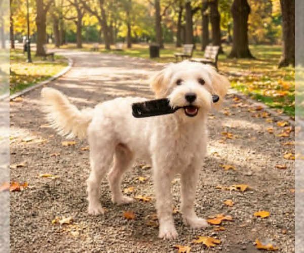 Medium Photo #1 Maltipoo (Miniature) Puppy For Sale in Cranston, RI, USA