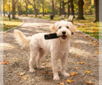 Small Maltipoo (Miniature)