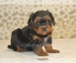 Small #3 Cavapoo
