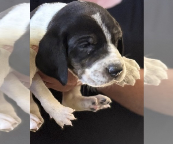 Medium Photo #5 Bluetick Coonhound Puppy For Sale in PETALUMA, CA, USA