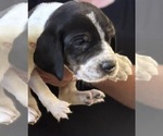Small #4 Bluetick Coonhound