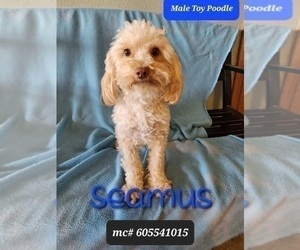 Father of the Poodle (Toy)-Zuchon Mix puppies born on 05/20/2025