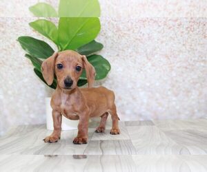 Dachshund Puppy for sale in MARIETTA, GA, USA