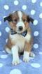 Small Photo #1 Shetland Sheepdog Puppy For Sale in LANCASTER, PA, USA