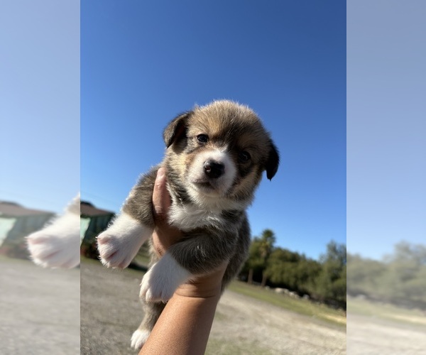 Medium Photo #2 Pembroke Welsh Corgi Puppy For Sale in OAKLEY, CA, USA