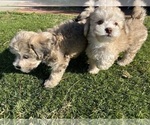 Small Photo #5 Shih-Poo Puppy For Sale in SAN DIEGO, CA, USA