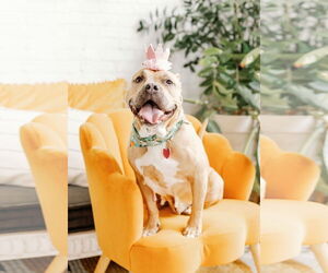 Mutt Dogs for adoption in Philadelphia, PA, USA