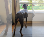 Small Photo #11 Doberman Pinscher Puppy For Sale in Buffalo, MN, USA