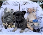 Small Photo #76 French Bulldog Puppy For Sale in MIMS, FL, USA