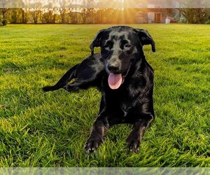 Labrador Retriever-Unknown Mix Dogs for adoption in Coldwater, MI, USA