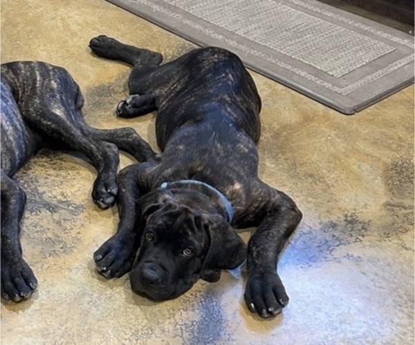 Medium Photo #2 Cane Corso Puppy For Sale in WEATHERFORD, TX, USA