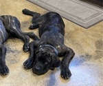 Small #1 Cane Corso