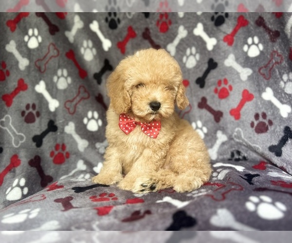 Medium Photo #7 Cock-A-Poo Puppy For Sale in LAKELAND, FL, USA