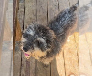 Shih Tzu-Unknown Mix Dogs for adoption in Wetumpka, AL, USA