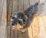 Small Shih Tzu Mix