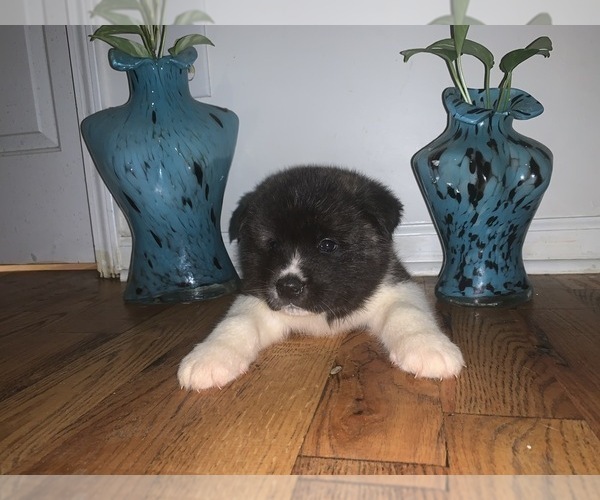 Medium Photo #11 Akita Puppy For Sale in UNION CITY, GA, USA