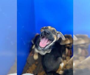 German Shepherd Dog Dogs for adoption in Chula Vista, CA, USA