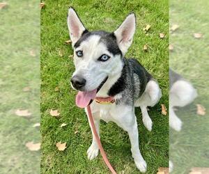 Siberian Husky Dogs for adoption in Sacramento, CA, USA
