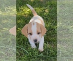 Small Beagle