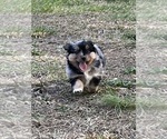 Small Photo #73 Miniature Australian Shepherd Puppy For Sale in SIGNAL MOUNTAIN, TN, USA