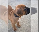 Small #2 Boxer