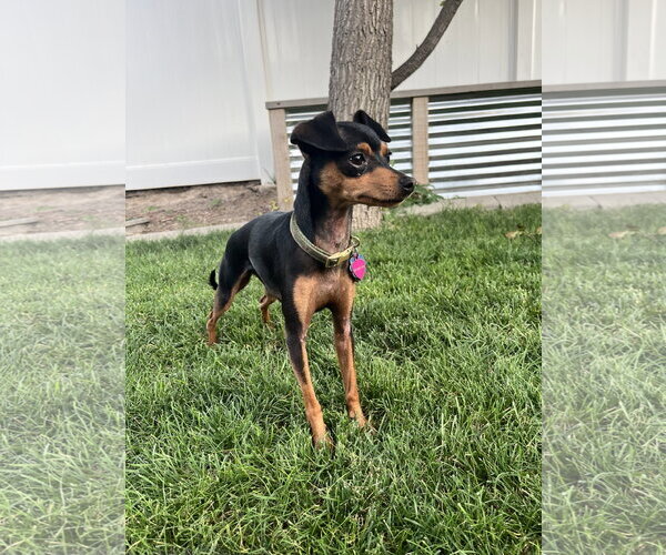 Medium Photo #2 Miniature Pinscher-Unknown Mix Puppy For Sale in Sandy, UT, USA