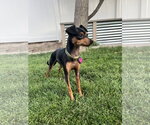 Small #1 Miniature Pinscher Mix