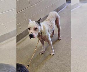 American Pit Bull Terrier-Catahoula Leopard Dog Mix Dogs for adoption in Rockwall, TX, USA