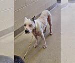 Small American Pit Bull Terrier-Catahoula Leopard Dog Mix