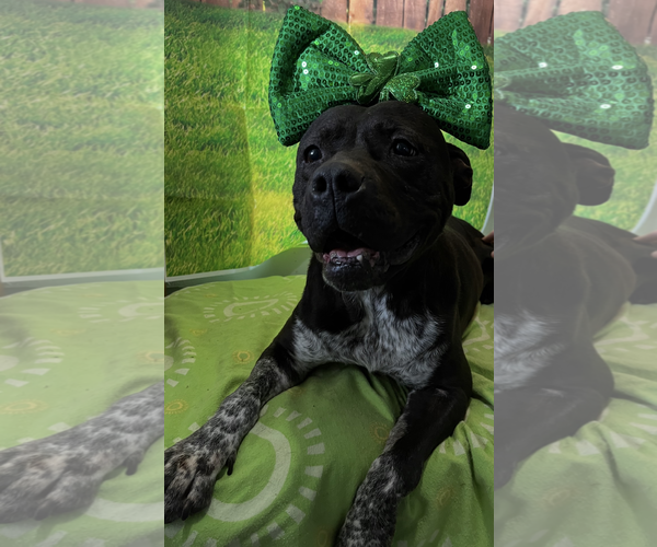 Medium Photo #2 American Pit Bull Terrier-Unknown Mix Puppy For Sale in Sistersville, WV, USA