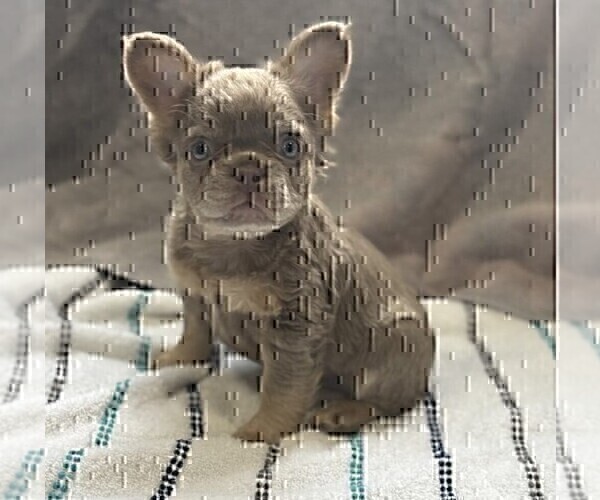 Medium Photo #17 French Bulldog Puppy For Sale in WINTER PARK, FL, USA