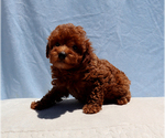 Small #1 Poodle (Toy)