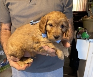 Double Doodle Puppy for sale in BEEBE, AR, USA