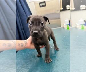 Medium Labrador Retriever Mix