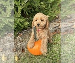 Small Photo #4 Cockapoo Puppy For Sale in MIDDLEBURY, IN, USA