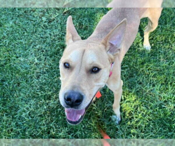 Medium Photo #2 Labrador Retriever-Unknown Mix Puppy For Sale in Martinez, CA, USA