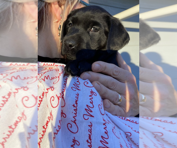 Medium Photo #2 Labrador Retriever Puppy For Sale in BREWSTER, WA, USA