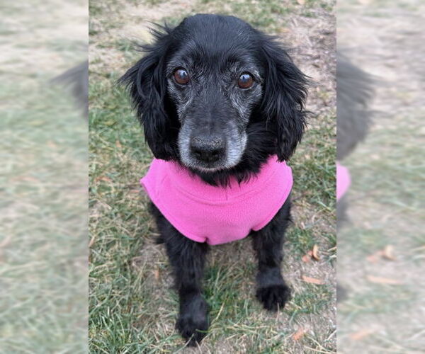 Medium Photo #13 Cocker Spaniel Puppy For Sale in Arlington, VA, USA
