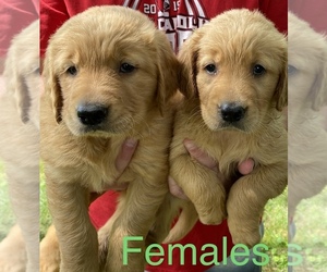 Golden Retriever Puppy for sale in MOUNT AIRY, NC, USA