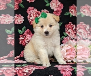 American Eskimo Dog-Border Collie Mix Puppy for sale in QUARRYVILLE, PA, USA