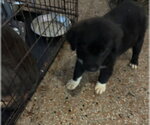Small #2 pomeranian spitz Mix