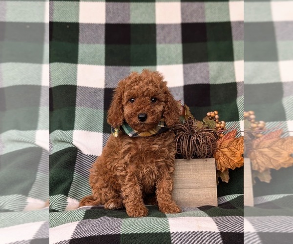 Medium Photo #4 Cock-A-Poo Puppy For Sale in KIRKWOOD, PA, USA