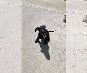 Mutt Dogs for adoption in Maquoketa, IA, USA