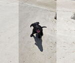 Small Mutt